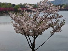 -羊山湖公园