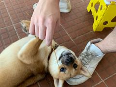 -柴犬高等学院·狗咖·柴犬售卖·宠物训练