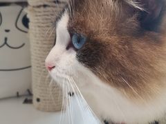 -喵喵咪呀布偶猫咖(春熙路店)