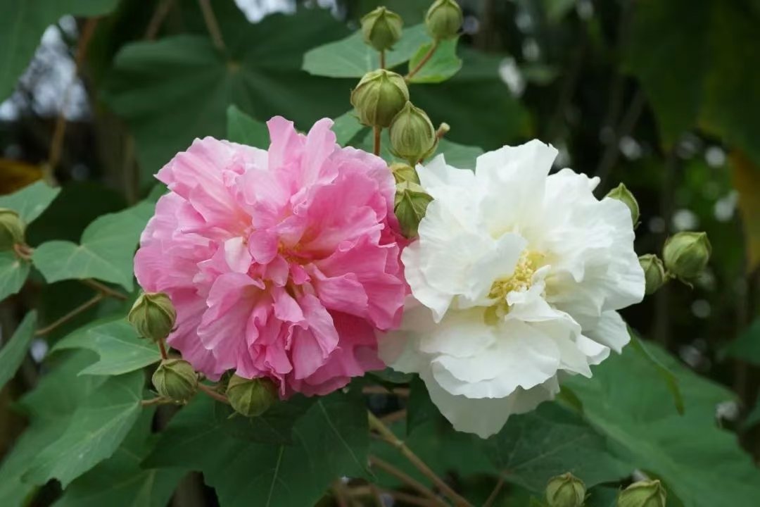 木芙蓉为何叫拒霜花图片