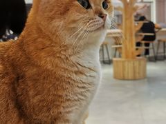 -Heymao猫咖.咖啡厅(东门店)