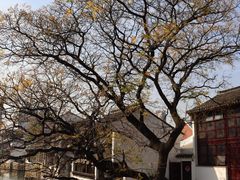 -青果巷历史文化街区