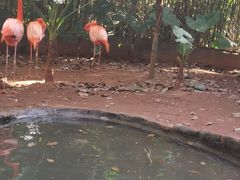 -海南热带野生动植物园