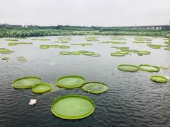 -荷塘月色湿地公园·向阳花洲
