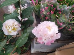 -秦美花卉(天朗·莱茵小城2期店)