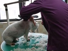-宠颐生宠物医院·骨外科·犬猫全科诊疗中心(池州店)