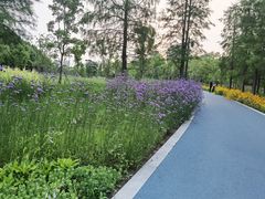 -昆山城市生态森林公园