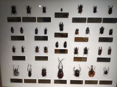 -上海昆虫博物馆
