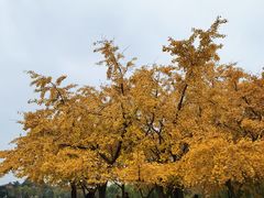 -上海共青森林公园