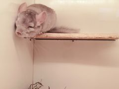 -龙猫仔乐园(惠福东路店)