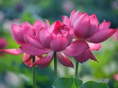 -池杉湖湿地公园