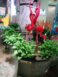 -卡通尼·Safari非洲探索乐园·生日会(金桥国际商业广场店)