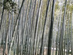-杭州植物园