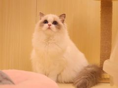 -momokira米努特·德文卷毛猫·棉花面纱犬