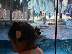 -帝企鹅自助餐厅•儿童岛•真企鹅(长隆企鹅酒店)