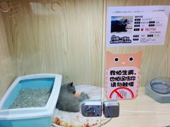 -屋虎猫馆(宝安大仟里店)