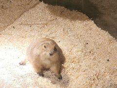 -绿色星球动物主题公园