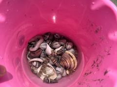 -红树林天天赶海