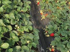 -喜杨洋草莓采摘园