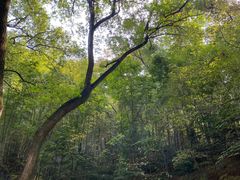 -上海佘山国家森林公园天马山园