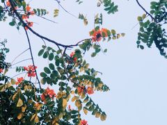 -狐尾山公园
