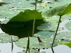 -长春市南湖公园