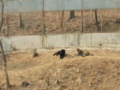 -石家庄市动物园