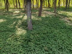 -大兴滨河森林公园