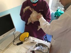 -瑞派福兴宠物医院犬猫全科·骨科·中西医结合(河东店)