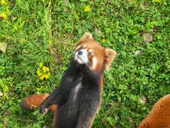 -都江堰中华大熊猫苑