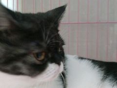-瑞鹏宠物医院·骨科·猫科·内科(第一中心)
