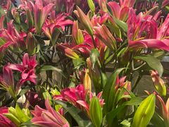 -山东嘉汇文化用品有限公司张店凤凰国际分公司(新村西路店)