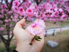 -国家植物园