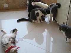 -Catmate·猫肥家润(金润铂宫店)