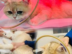 -萌兽医馆·犬猫专科·眼科中心·宠物医院(朝阳门分院)