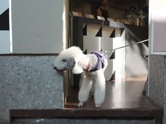 -Dip in Gelato(富民路店)