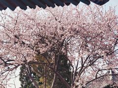 -桃花堤公园