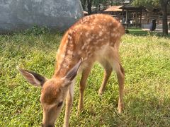 -北京鹿世界主题园
