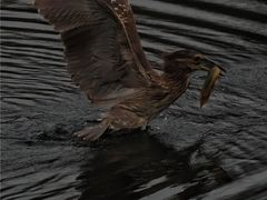 -重庆彩云湖湿地公园