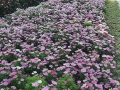 -云溪植物园
