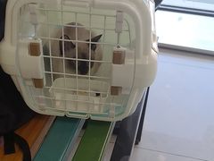 -中农大我爱我爱动物医院·核磁CT·猫病·24小时夜诊中心(石佛营店)