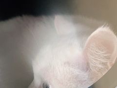 -申普宠物医院·心脏介入·心血管微创(总院)