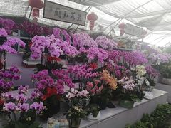 -金陵花卉交易市场