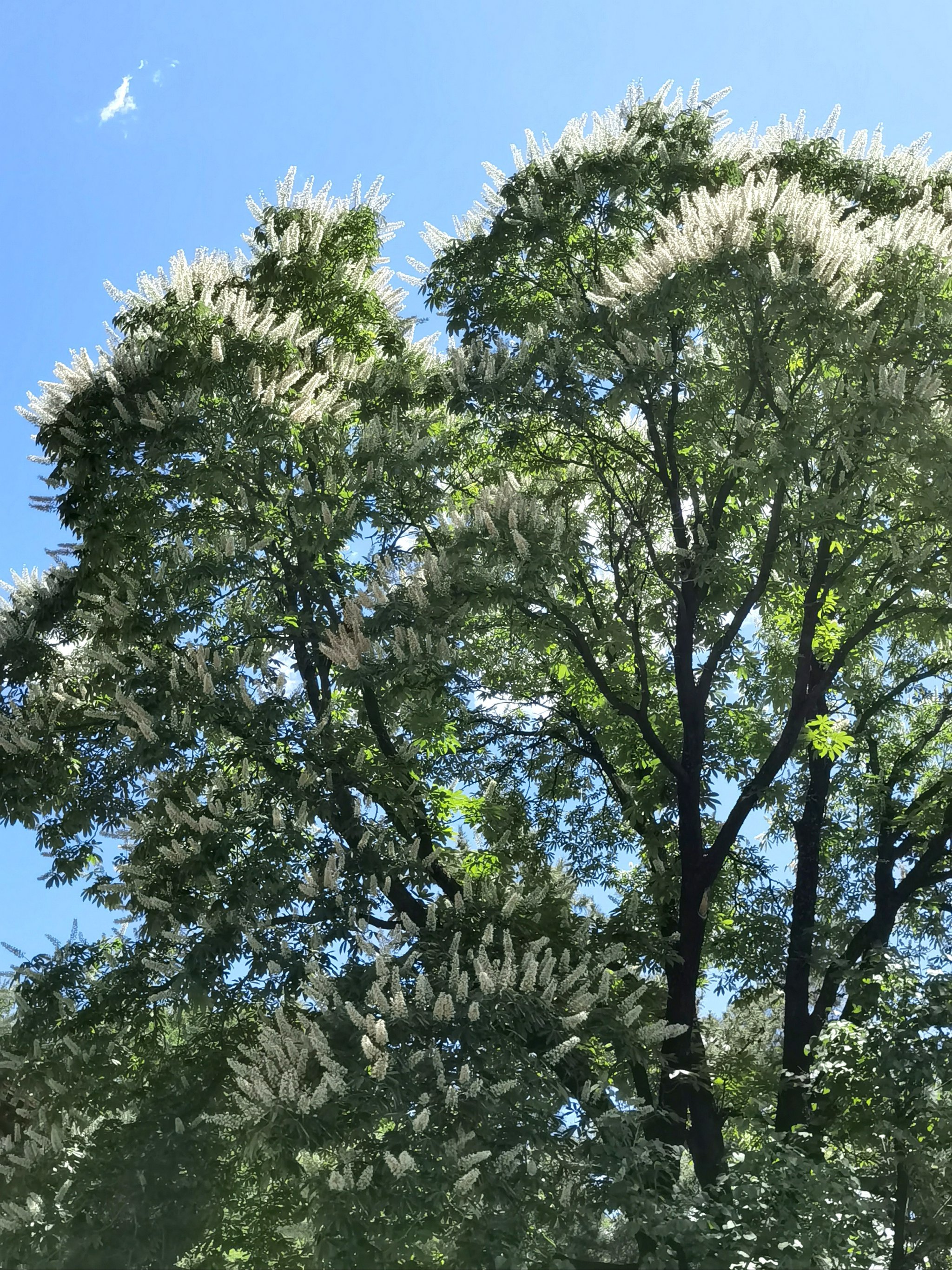 31 潭柘寺古娑罗树