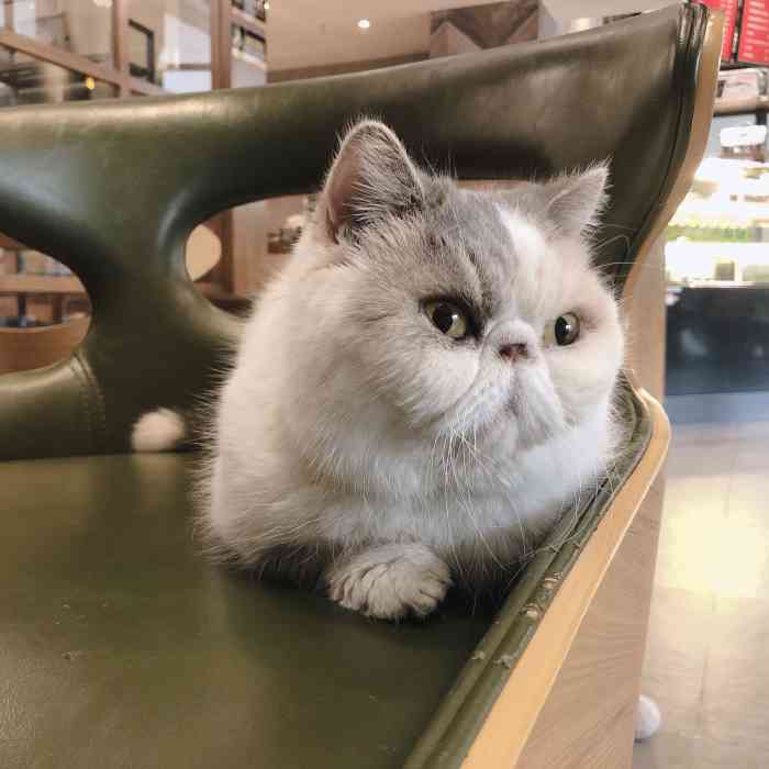 cookiecat曲奇加菲猫咖啡店-"92店名:曲奇加菲猫咖啡店 9315位.