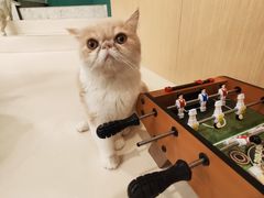 -飞行喵MR PILOT|猫舍·猫咖(静安大融城店)