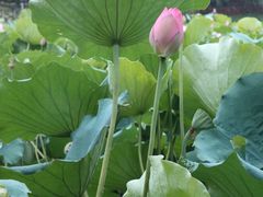 -荔湾湖公园