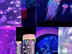 -顺德南宏海立方海洋公园