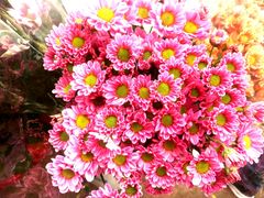 -沪花拾者(好再来花卉鲜花店)