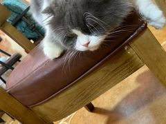 -李小姐の猫咖啡馆(五角场店)